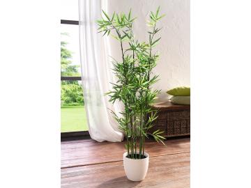 Pflanze Bambus