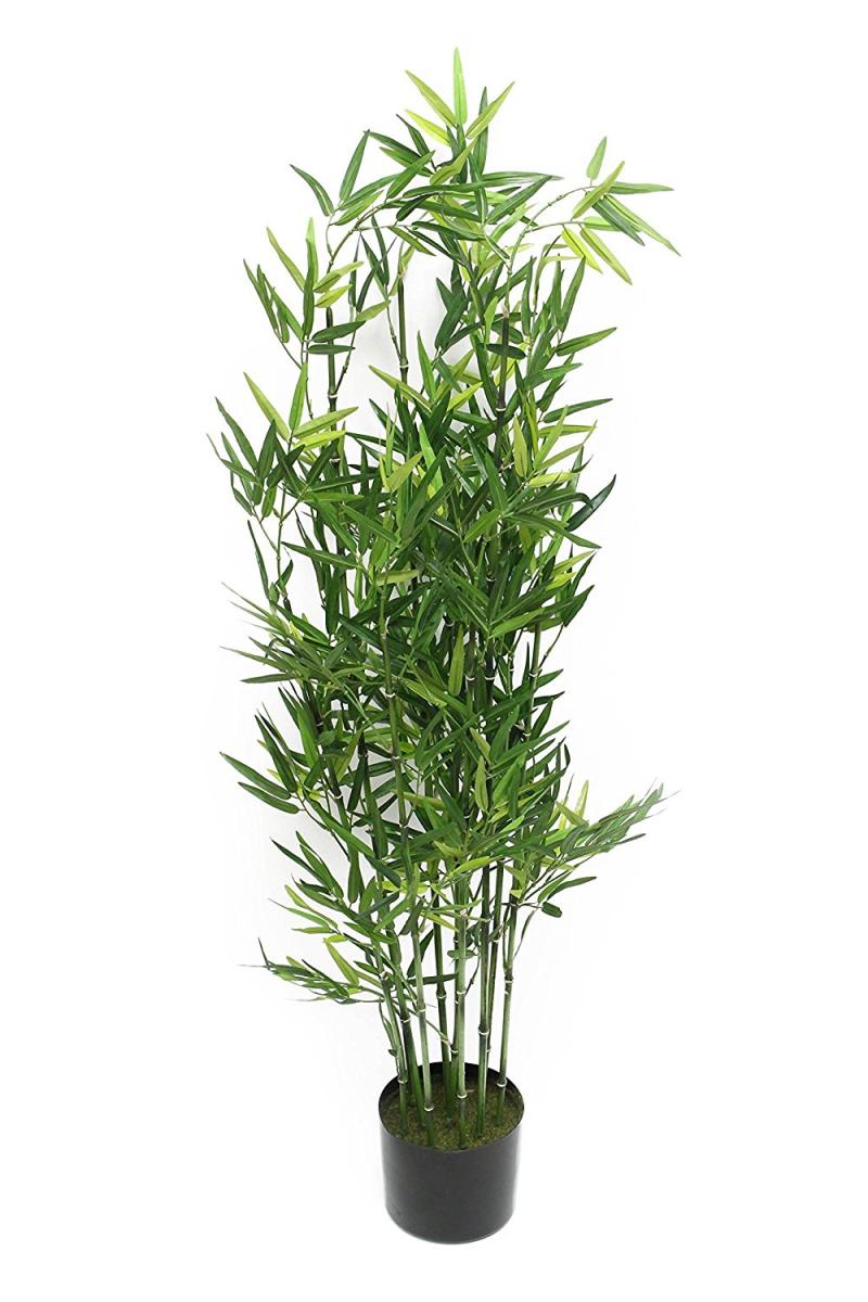 Pflanze "Bambus"