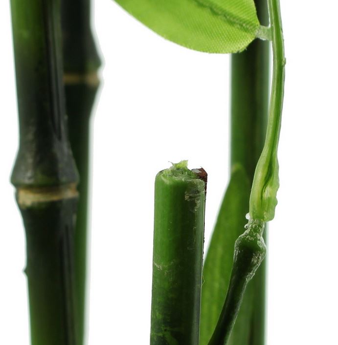 Pflanze "Bambus"