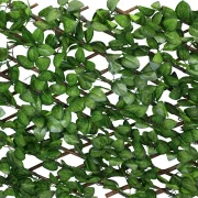 Sichtschutz "Immergrün"