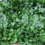 Sichtschutz "Immergrün"