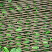 Sichtschutz "Immergrün"