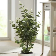 Topfpflanze "Eukalyptus"