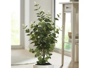 Topfpflanze "Eukalyptus"