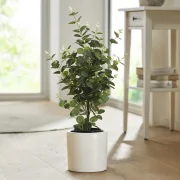 Topfpflanze "Eukalyptus"