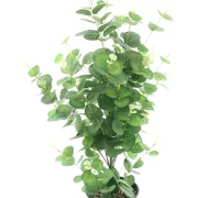 Topfpflanze "Eukalyptus"