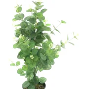 Topfpflanze "Eukalyptus"