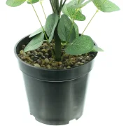 Topfpflanze "Eukalyptus"